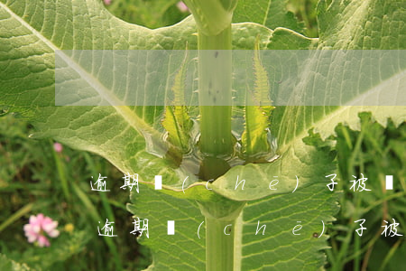 逾期車(chē)子被擔(dān)保公司 逾期車(chē)子被擔(dān)保公司怎么處理