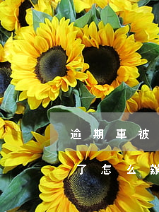 逾期車被拖走怎么處理（信用卡逾期把車拖走了怎么辦）
