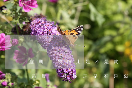 逾期車被拖走是不是就沒(méi)事了-逾期車被拖走是不是就沒(méi)事了