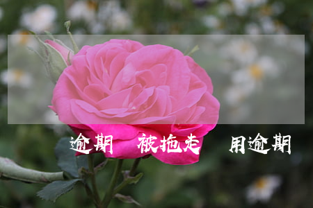 逾期車被拖走費用(逾期車被拖走費用誰承擔)