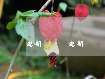 逾期轉訴訟 逾期轉訴訟