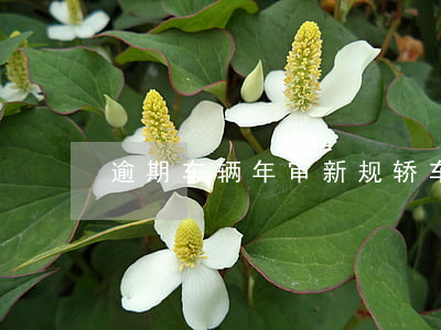 逾期车辆年审新规(轿车年审逾期处罚)