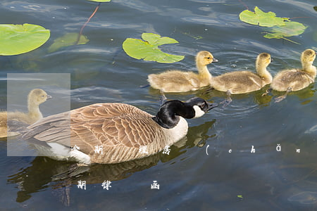 逾期辦理房產(chǎn)證律師函（房屋逾期律師函）