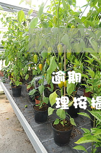 逾期辦理按揭的違約金可以不付嗎-逾期辦理按揭的違約金可以不付嗎怎么辦