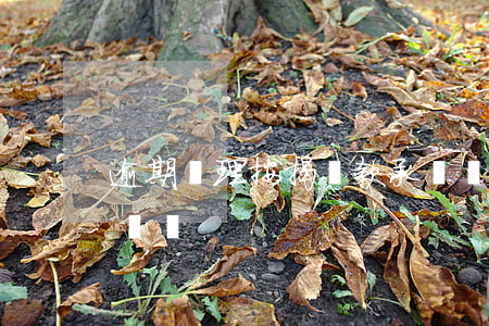 逾期辦理按揭貸款承諾書(貸款逾期說明及保證書)