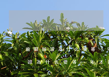 逾期辦證為什么要等一年才能起訴-逾期辦證為什么要等一年才能起訴呢