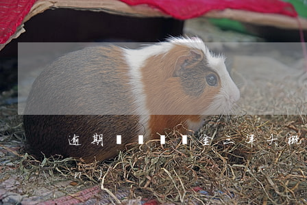 逾期辦證違約金三年大概有多少錢(qián)