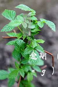 逾期農(nóng)行信用卡 逾期農(nóng)行信用卡怎么還款