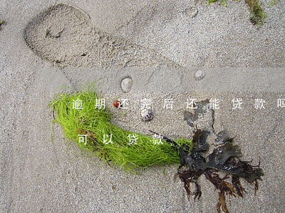 逾期还完后还能贷款吗(贷款逾期还上后,多久可以贷款)