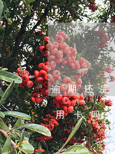 逾期还完还能办信用卡吗(逾期还完还能办信用卡吗)