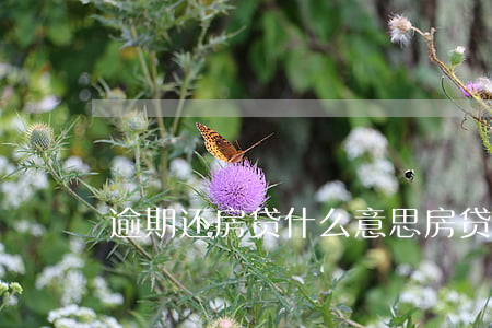 逾期还房贷什么意思(房贷逾期啥意思)