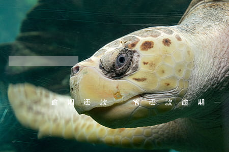 逾期还款一笔(还款逾期一天)