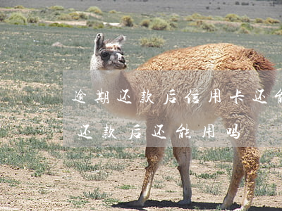 逾期还款后信用卡还能用吗-逾期的信用卡还款后还能用吗