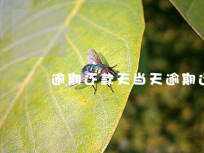 逾期还款天，当天逾期还款