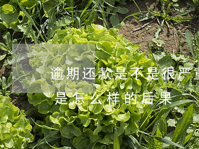 逾期还款是不是很严重(请问贷款逾期还款会是怎么样的后果)