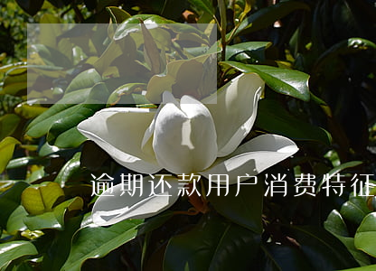 逾期还款用户消费特征