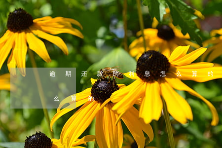 逾期还款的利息怎么算的(逾期还款的利息怎么算的)