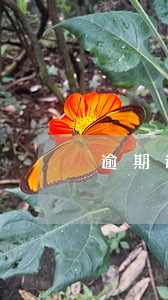 逾期还款还能分期吗(分期逾期要求还全款)