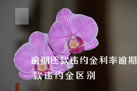 逾期还款违约金利率(逾期付款利息和逾期付款违约金区别)