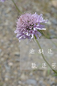 逾期还花呗之后还能用吗(花呗逾期之后还完款还可以继续使用么)