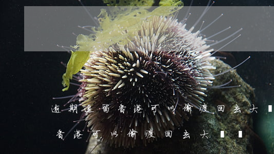 逾期逗留香港可以偷渡回去大陸-逾期逗留香港可以偷渡回去大陸嗎