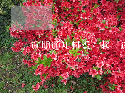 逾期通知村委會起訴(逾期訴訟通知)