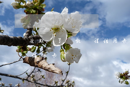 逾期過了還能辦理信用卡(逾期過了還能辦理信用卡)