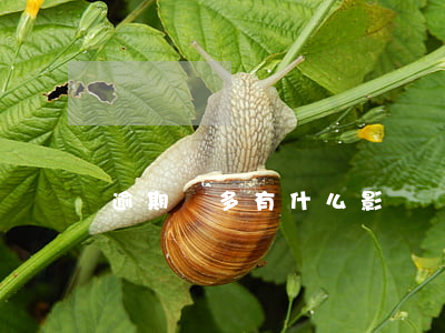 逾期過多有什么影響嗎(逾期會造成什么影響)