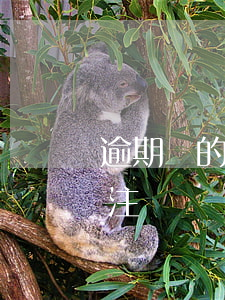逾期過的信用卡注銷后記錄(逾期后信用卡被注銷)
