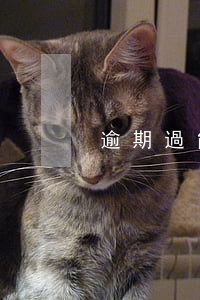 逾期過能不能貸款買車（逾期過能不能貸款）