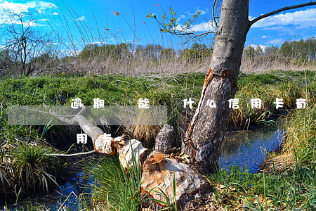 逾期過能辦什么信用卡(有逾期可以辦什么信用卡)