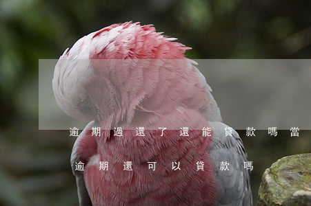 逾期過還了還能貸款嗎(當(dāng)前有逾期還可以貸款嗎)