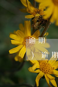 逾期過還可以借360(在別的平臺(tái)逾期了,在360借條上還能借錢嗎)