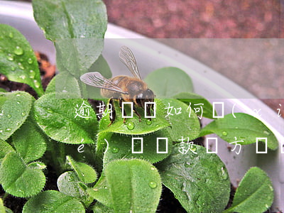 逾期違約如何協(xié)商還款(協(xié)議還款,對方違約怎么辦)