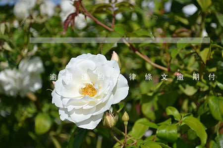 逾期違約法律條文(逾期付款的違約條款)