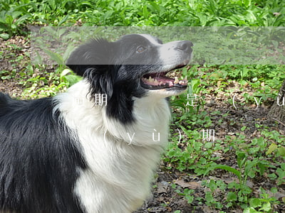 逾期違約還是預(yù)期違約(逾期違約和預(yù)期違約)