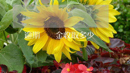 逾期違約金收取多少