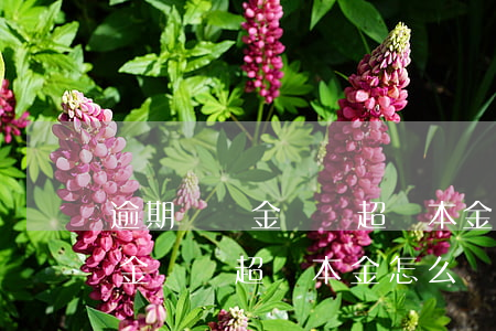 逾期違約金總額超過本金怎么辦-逾期違約金總額超過本金怎么辦理