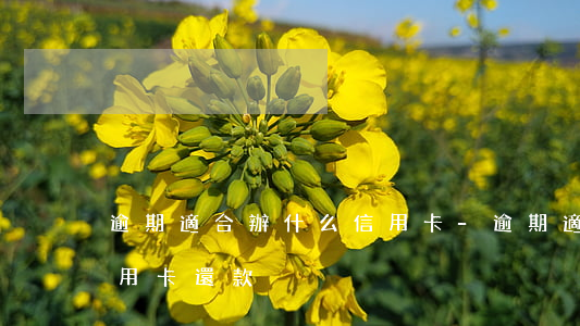 逾期適合辦什么信用卡-逾期適合辦什么信用卡還款