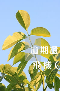 逾期還了能坐飛機(jī)嗎(逾期還了能坐飛機(jī)嗎要隔離嗎)
