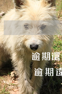 逾期還信用卡需要承擔什么法律責任（信用卡逾期違反什么法律責任）