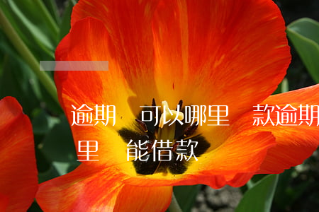 逾期還可以哪里貸款(逾期嚴(yán)重哪里還能借款)