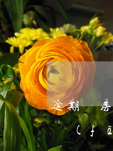 逾期還房貸開發(fā)商責(zé)任(開發(fā)商逾期交房,貸款怎么辦)