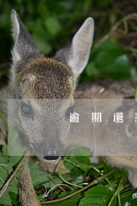 逾期還款3天影響征信么