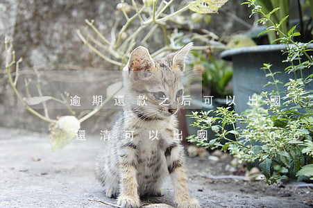 逾期還款之后可以出國(guó)嗎(貸款未還清可以出國(guó)嗎)