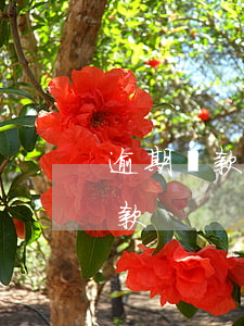 逾期還款了不能貸款嗎(逾期了為什么不能還款)