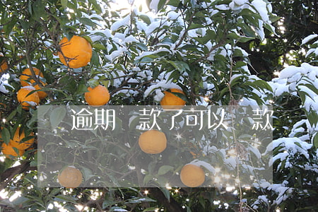 逾期還款了可以貸款嗎(貸款逾期還能貸款嗎)
