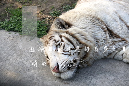 逾期還款信息保存多久(還款后逾期記錄多久消失)