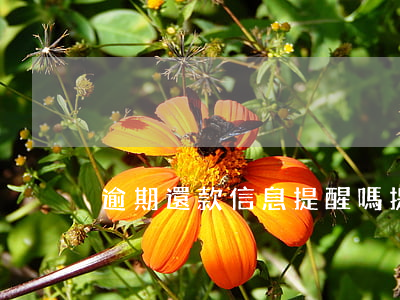 逾期還款信息提醒嗎(提醒還款的短信)