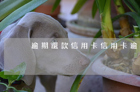 逾期還款信用卡（信用卡逾期利息賬單上海）